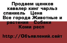 Продаем щенков кавалер кинг чарльз спаниель › Цена ­ 60 000 - Все города Животные и растения » Собаки   . Коми респ.